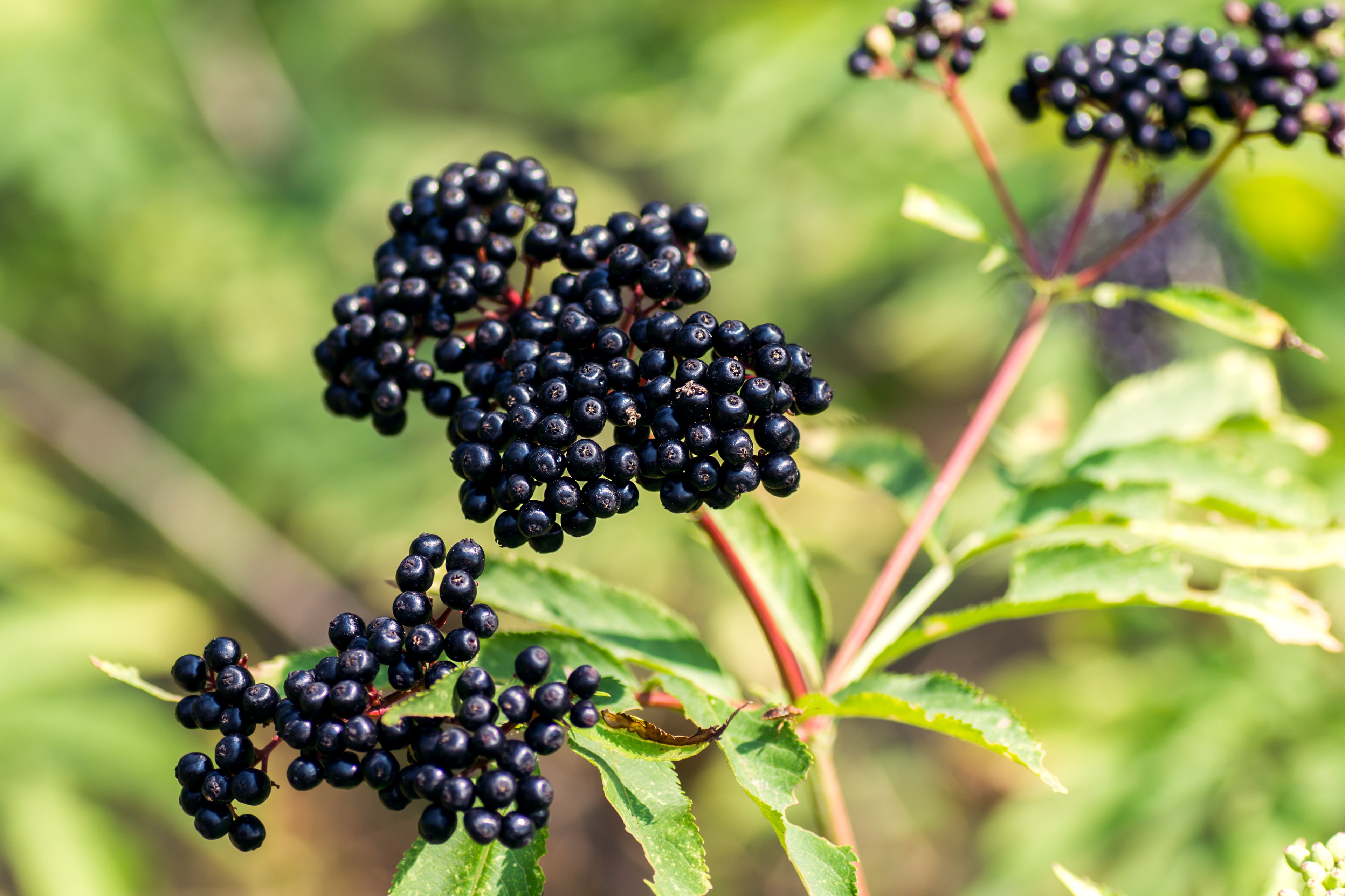 How to Find an Elderberry Supplement for Immune Health