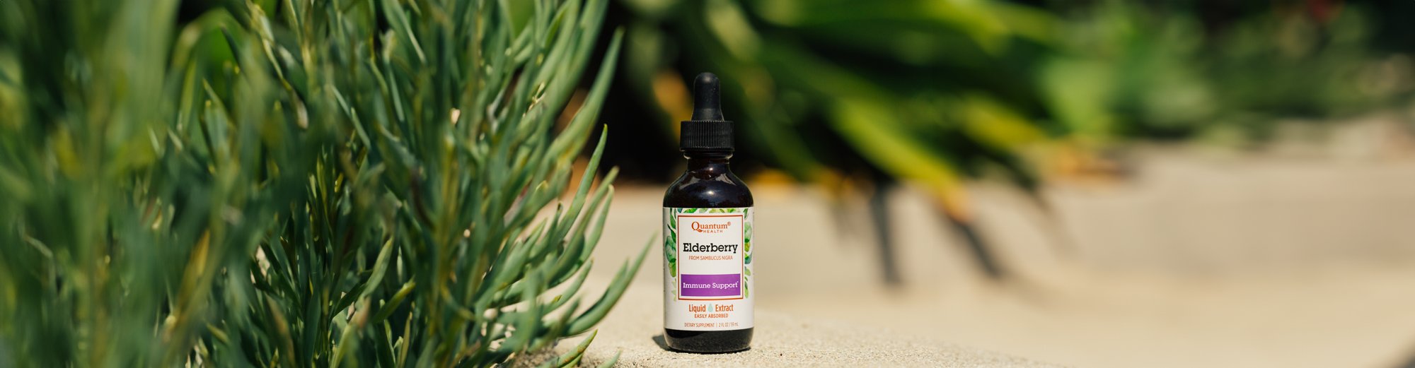 Elderberry Extract