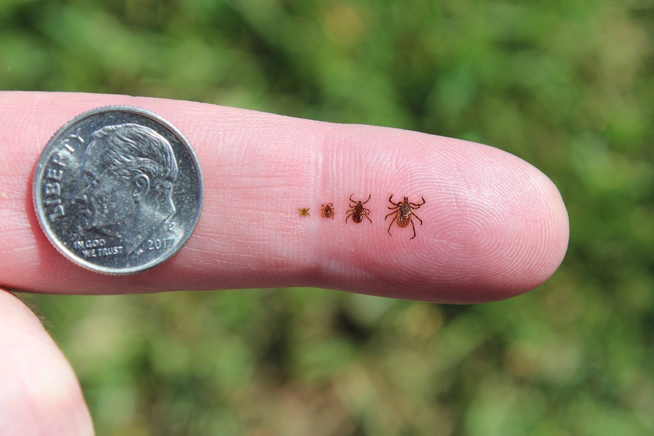 Tick Bites on the Rise in 2025: What Really Works to Keep Them Away?