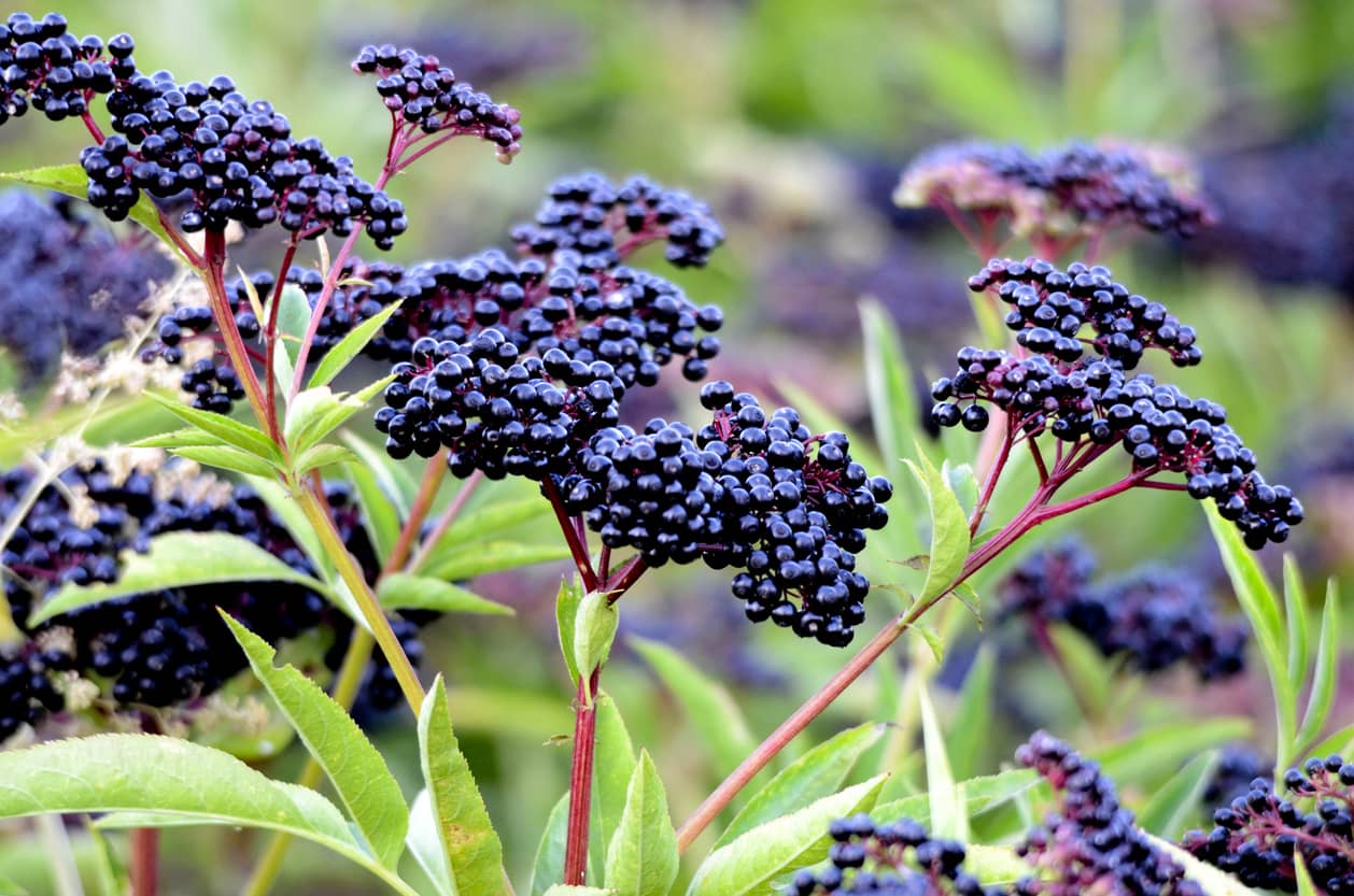 Elderberry for Seasonal Allergies