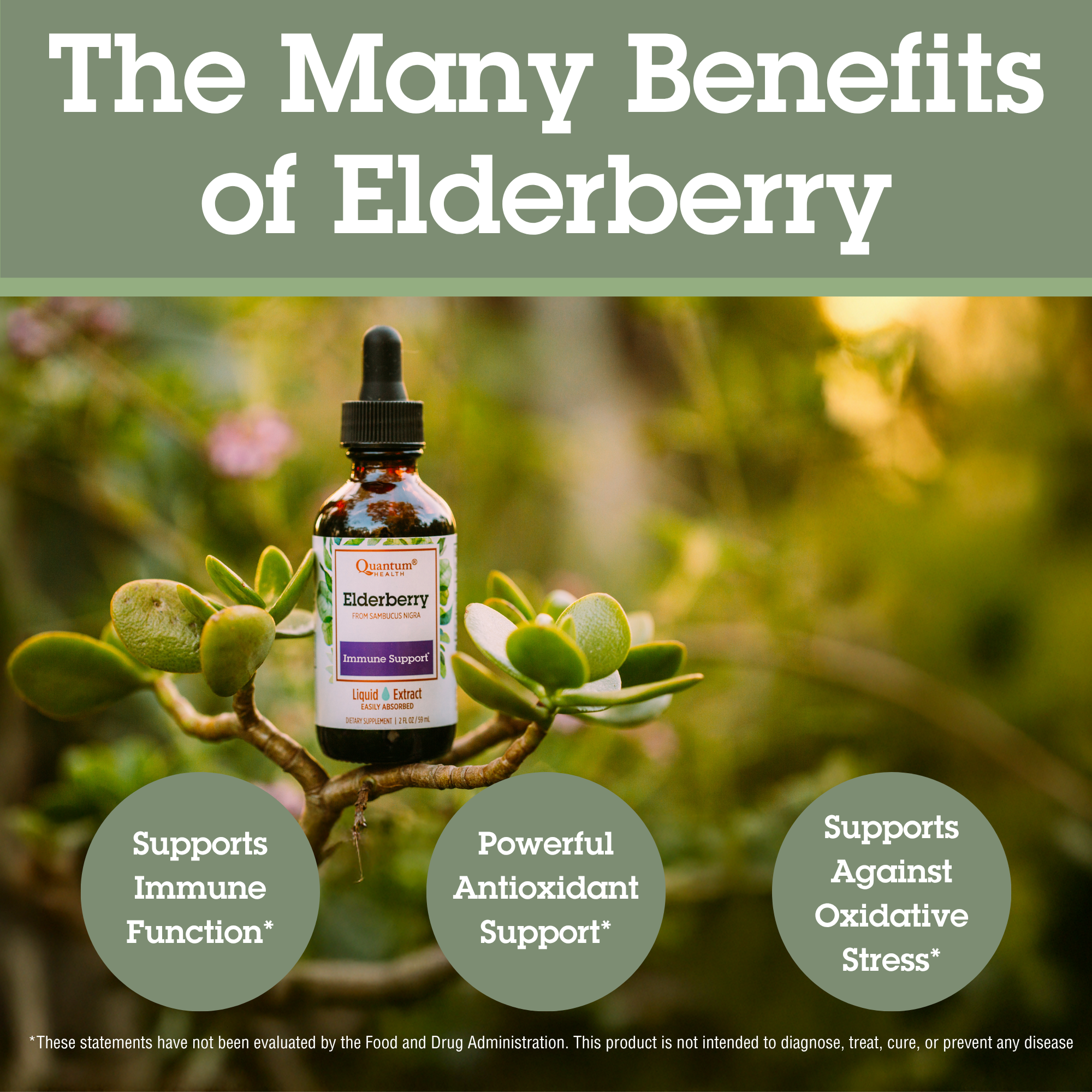 Elderberry Liquid Extract