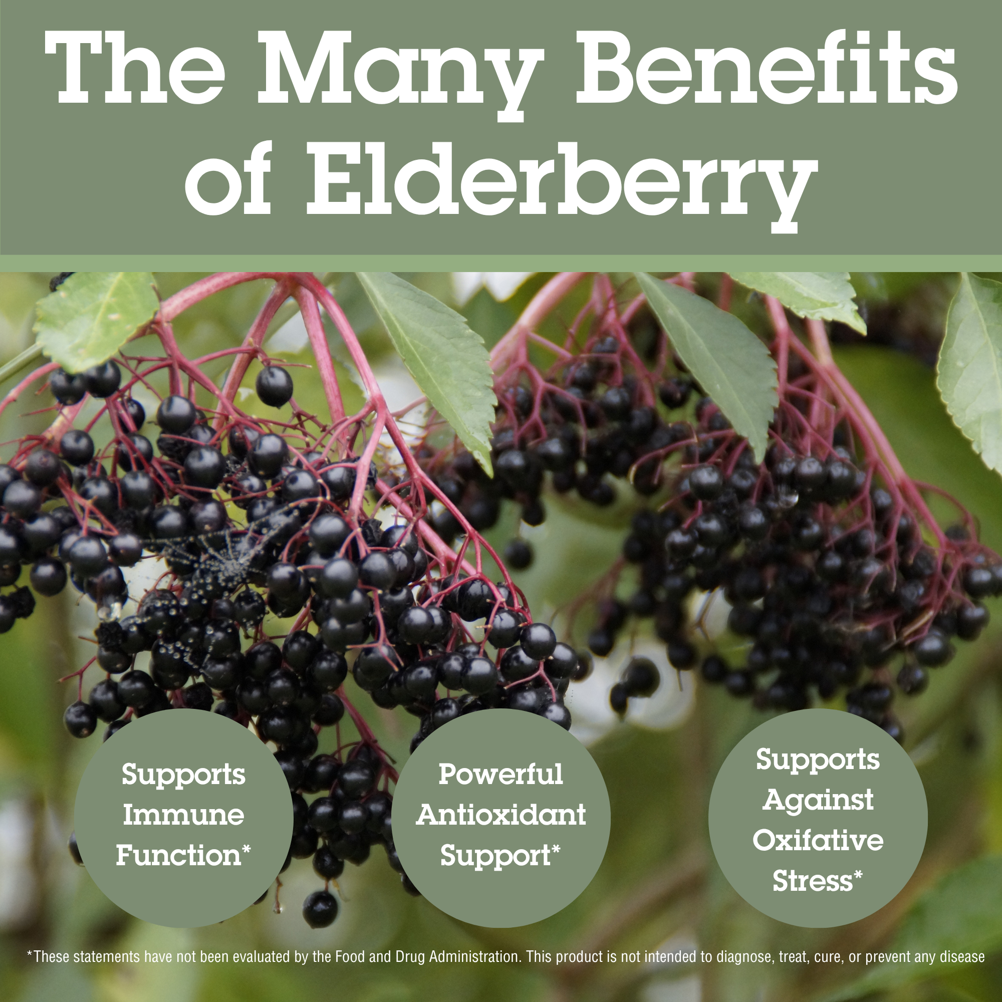 Elderberry+ Immunity Lozenges, 36 Count