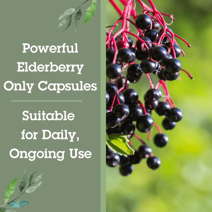 Elderberries with text about powerful elderberry only capsules on a green background