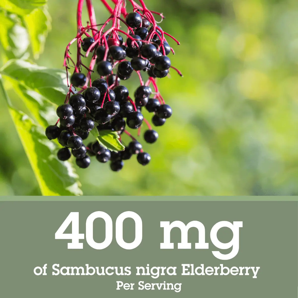 Bunch of black elderberries. Quantum Health's elderberry liquid extract has 400mg of Sambucus nigra elderberry pe  serving