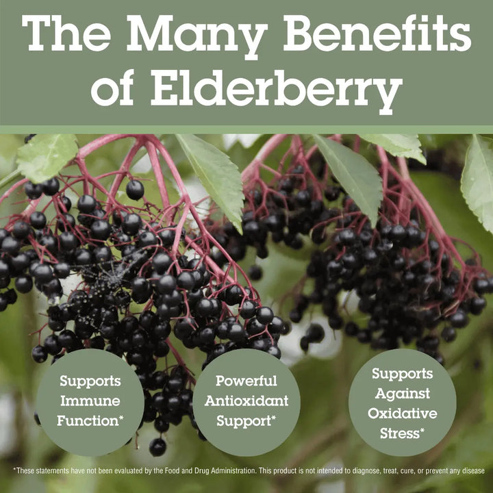 Elderberries with text highlighting benefits on a green background