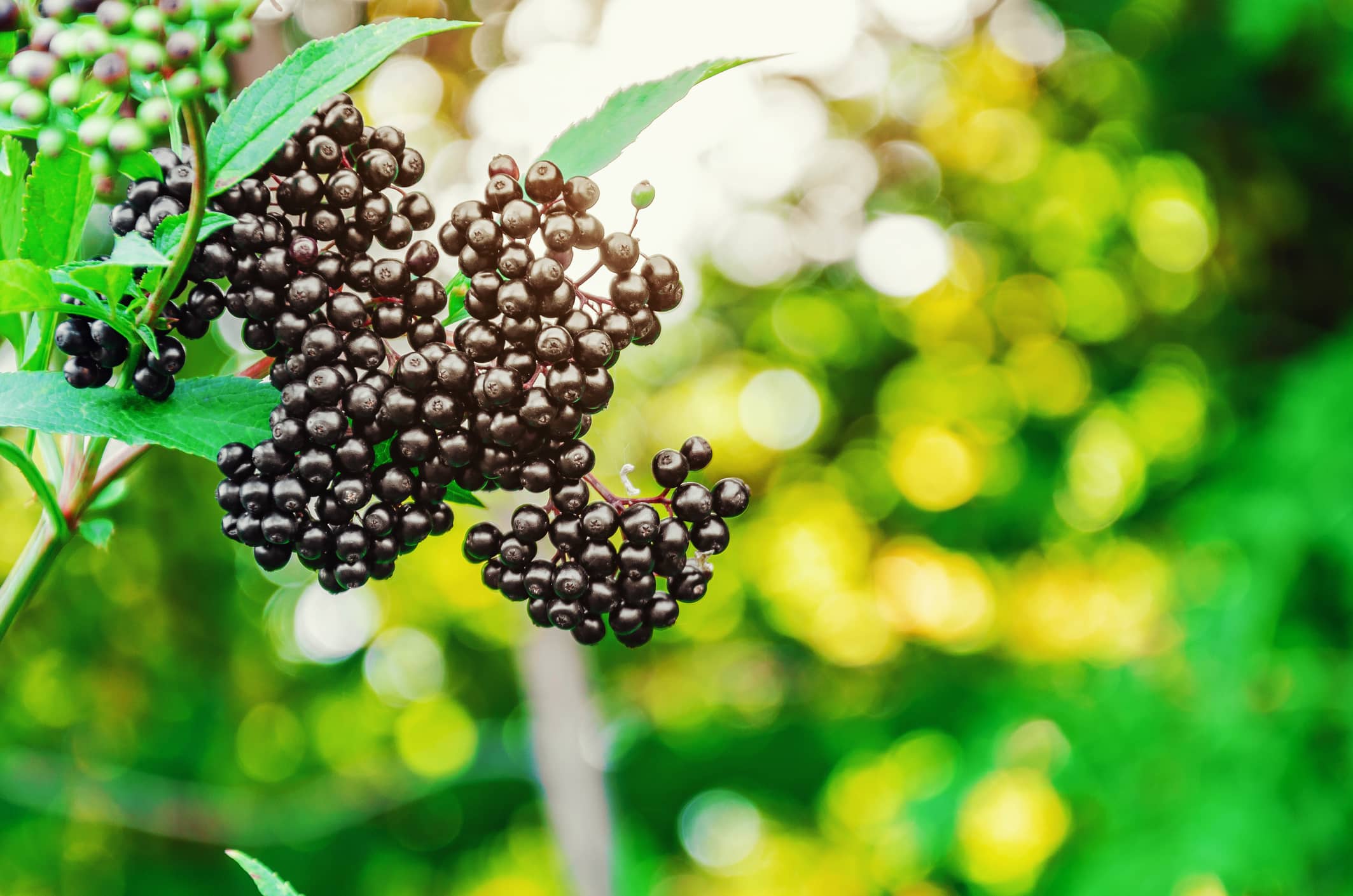 Elderberry: Lozenges vs. Extract vs. Syrup