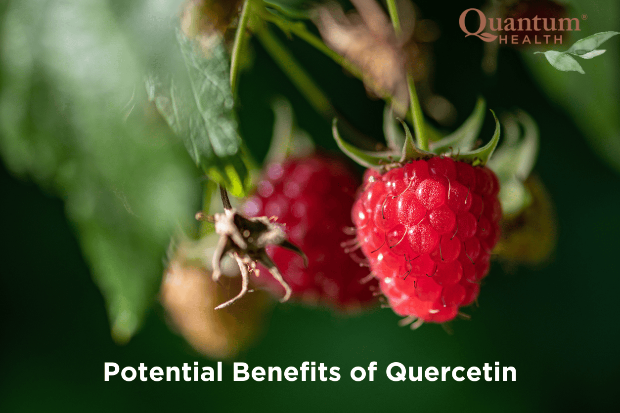 Exploring the Potential Benefits of Quercetin