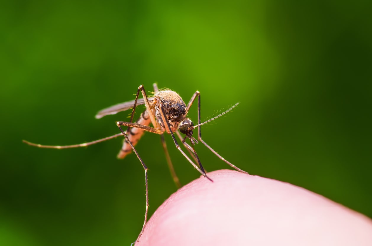 What Can Help Relieve Mosquito Bites?